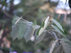 Pterospermum xylocarpum