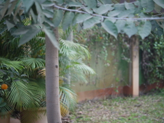 Pterospermum xylocarpum