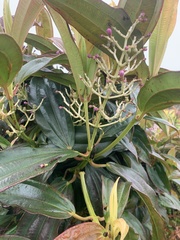 Miconia robinsoniana