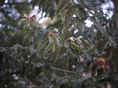 Pterospermum xylocarpum