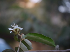 Pterospermum xylocarpum