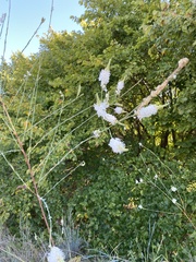 Oenothera glaucifolia