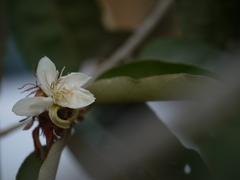 Pterospermum xylocarpum