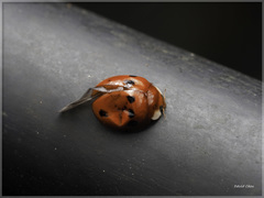 Coelophora bowringii