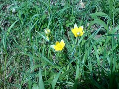 Tulipa biflora sensu lato
