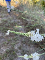 Oenothera glaucifolia