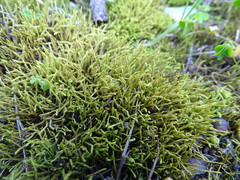 Triquetrella tristicha
