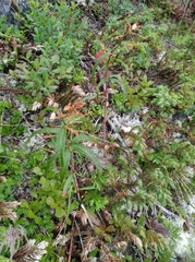 Koenigia tripterocarpa