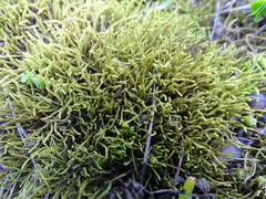 Triquetrella tristicha