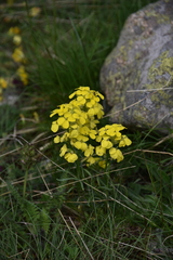 Erysimum rhaeticum
