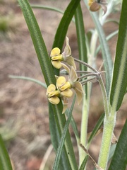 Gomphocarpus tomentosus tomentosus