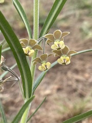 Gomphocarpus tomentosus tomentosus