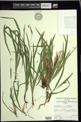 Carex laxiculmis copulata