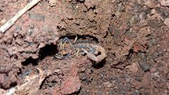 Uroplectes triangulifer