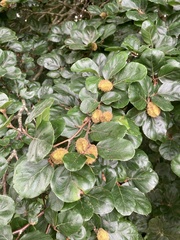 Fagus sylvatica