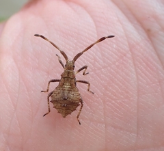 Coreus marginatus