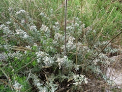 Teucrium capitatum capitatum