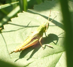 Pseudochorthippus parallelus