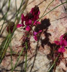 Indigofera capillaris
