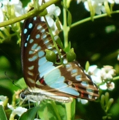 Graphium eurypylus