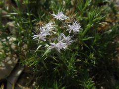Drypis spinosa