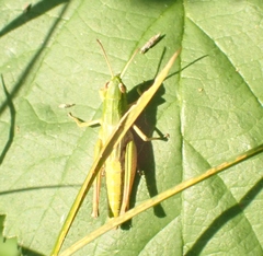 Pseudochorthippus parallelus