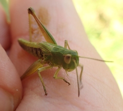 Pseudochorthippus parallelus