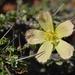 Monsonia ciliata - Photo (c) pietermier，保留部份權利CC BY-NC