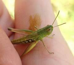 Pseudochorthippus parallelus