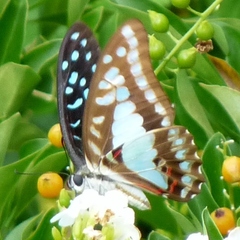 Graphium eurypylus