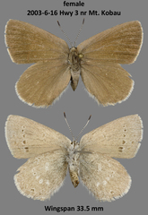 Satyrium semiluna