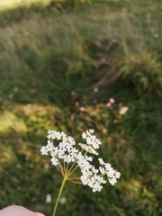 Conopodium