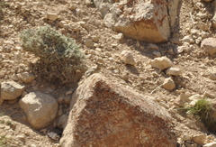 Ochotona rufescens