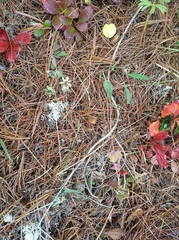 Bupleurum triradiatum