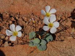 Oxalis magnifolia