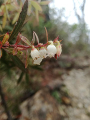 Vaccinium stenophyllum