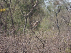 Athene cunicularia