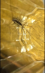 Thereuopoda clunifera