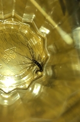 Thereuopoda clunifera