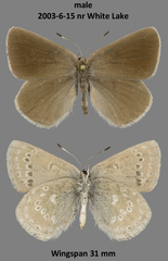 Satyrium semiluna
