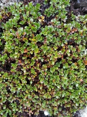 Salix tschuktschorum