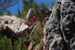 Indigofera capillaris