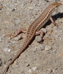 Trachylepis acutilabris