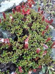 Salix tschuktschorum