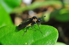 Pseudopachylosticta subflavata