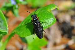 Pseudopachylosticta subflavata