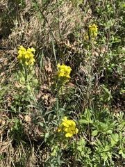 Alyssoides utriculata