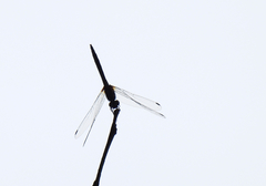 Trithemis festiva