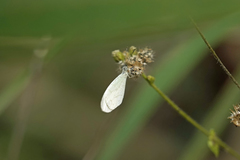 Leptosia alcesta