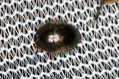 Amphicrossus ciliatus